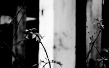 passe_le_mur-49 passe_le_mur-49