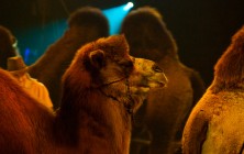 cirque-07